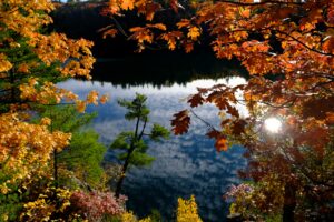 carrousel_intro_trees_outdoor_smaller
